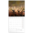 Poznámkový kalendář Divoká Afrika 2022, 30 × 30 cm
