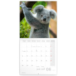 Poznámkový kalendář Koaly 2021, 30 × 30 cm