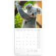 Poznámkový kalendár Koaly 2021, 30 × 30 cm