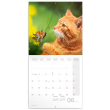 Poznámkový kalendár Mačky 2024, 30 × 30 cm