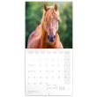 Poznámkový kalendář Koně – Christiane Slawik 2022, 30 × 30 cm