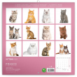 Poznámkový kalendář Koťata 2022, 30 × 30 cm