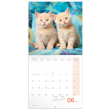Poznámkový kalendár Mačiatka 2024, 30 × 30 cm