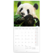 Poznámkový kalendář Pandy 2022, 30 × 30 cm