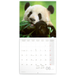 Poznámkový kalendár Pandy 2024, 30 × 30 cm