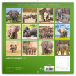 Poznámkový kalendár Šťastní slony 2023, 30 × 30 cm