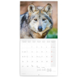 Poznámkový kalendář Vlci 2022, 30 × 30 cm