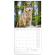 Poznámkový kalendář Vlci 2023, 30 × 30 cm
